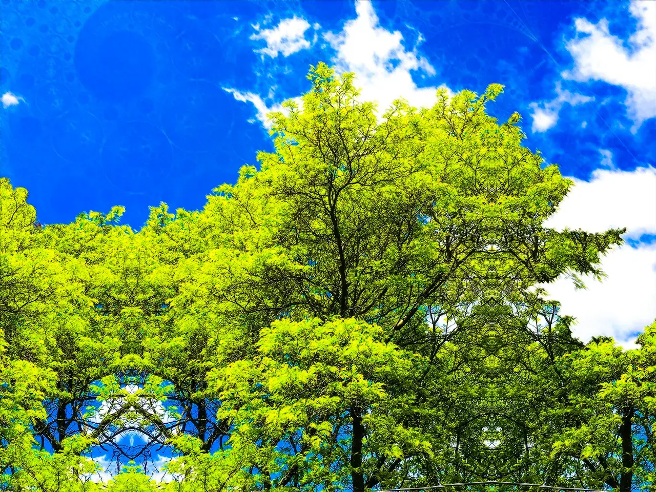 Trees and the sky on 2-CB