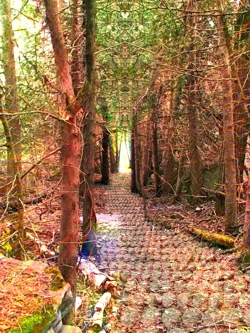 The cerebral carnival made a trip through the forest