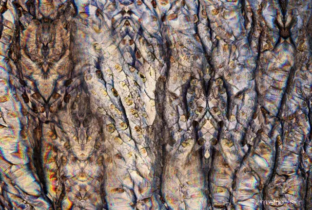Whats With This Tree? (Psychedelic Visuals)