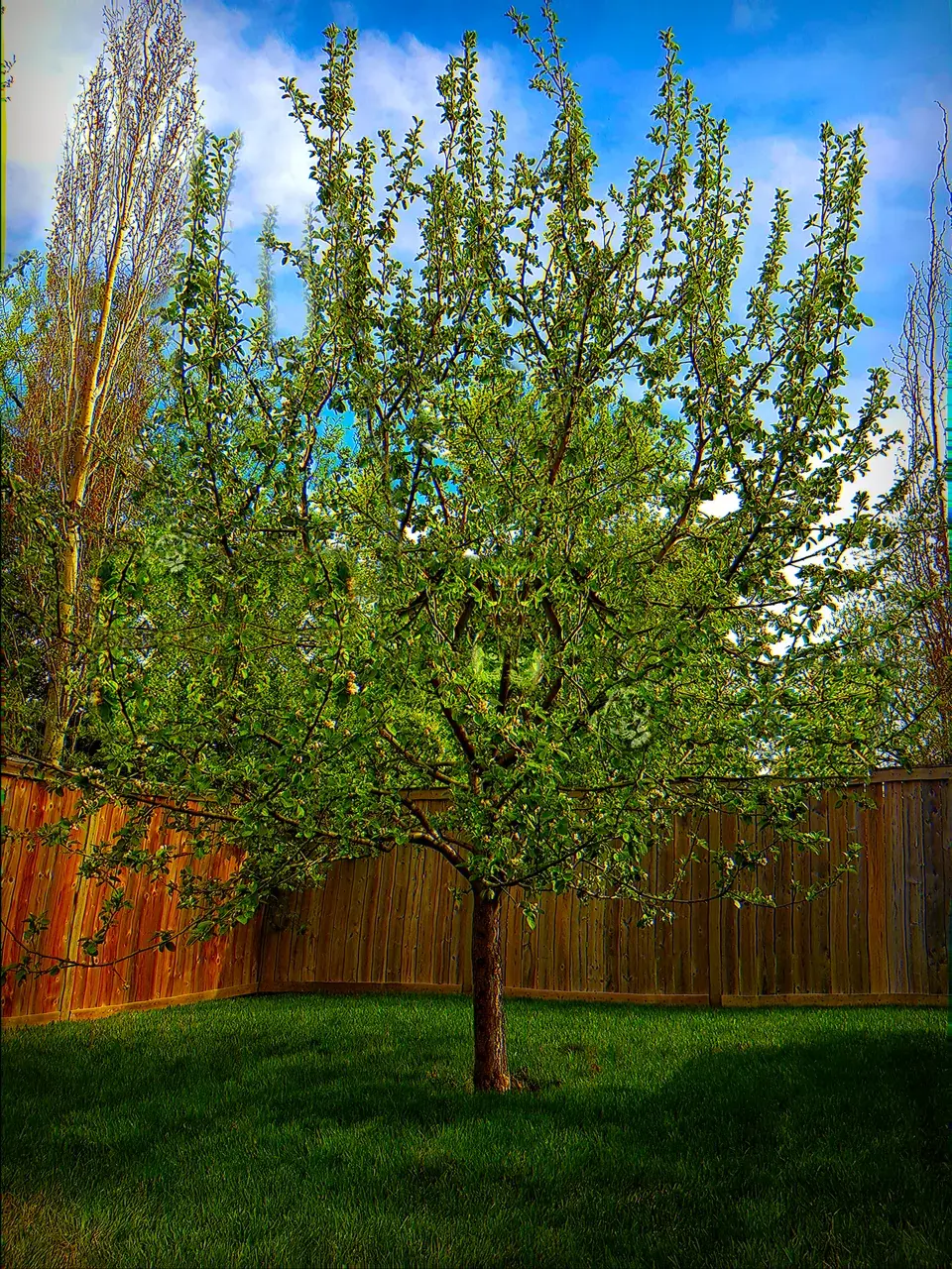 Summer tree