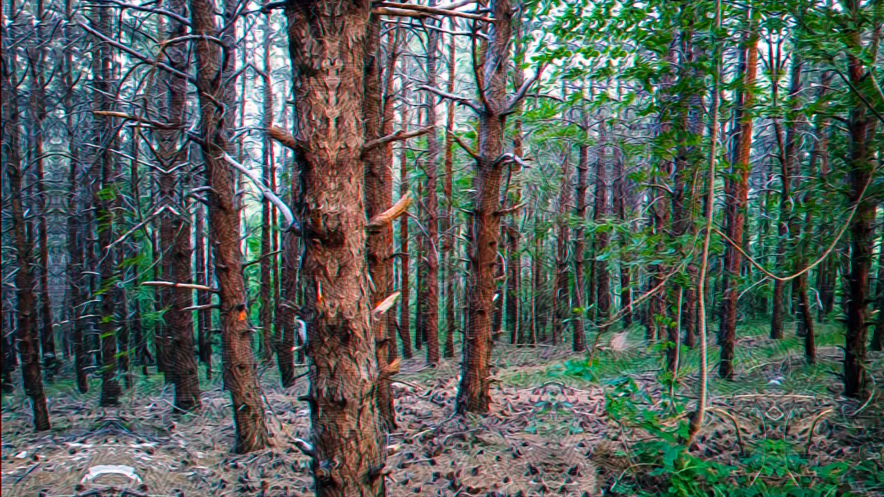Loud silence in the pine grove.