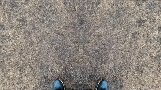 Forest floor