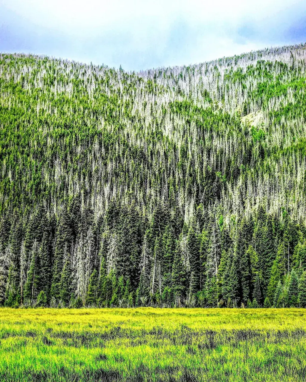 🌲🌲🌲🌲🌲