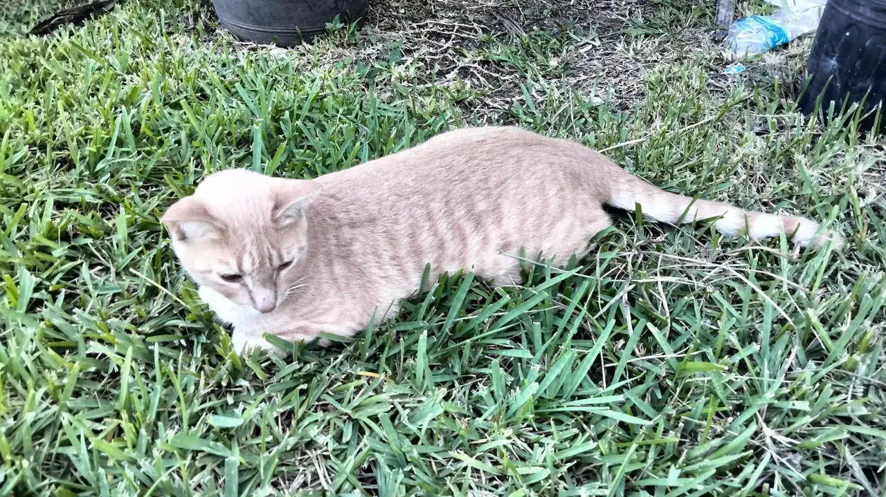 25b-nboh replication, this is what I remember my cat looking like the other day.