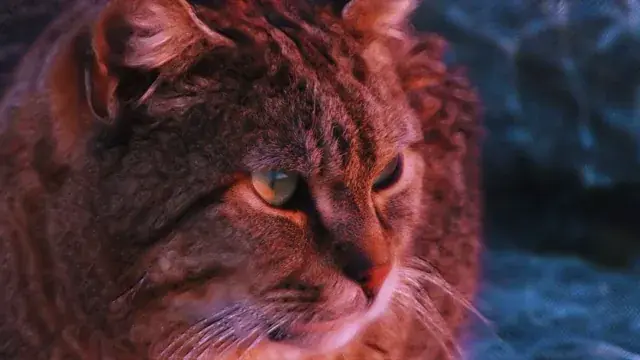 Acid kitty (80-90ug)