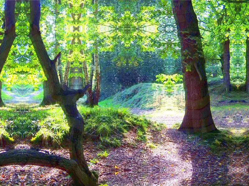 In The Woods on Psilocybin