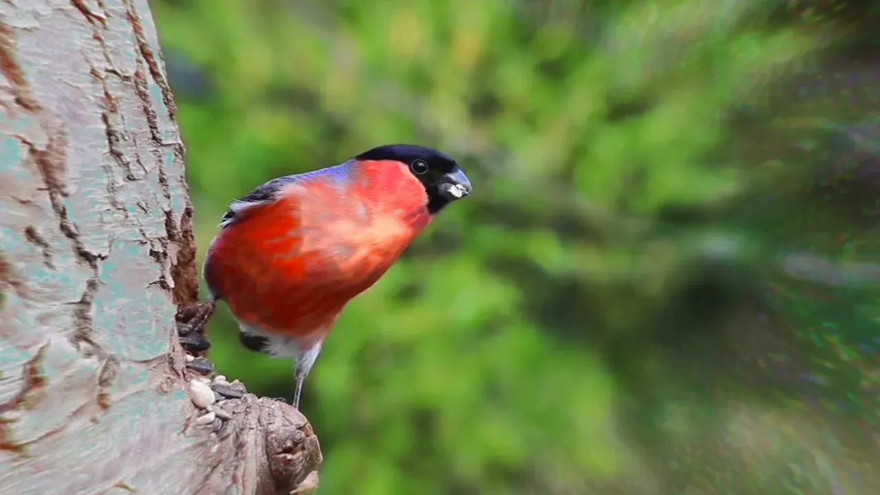 Patterns on a bird