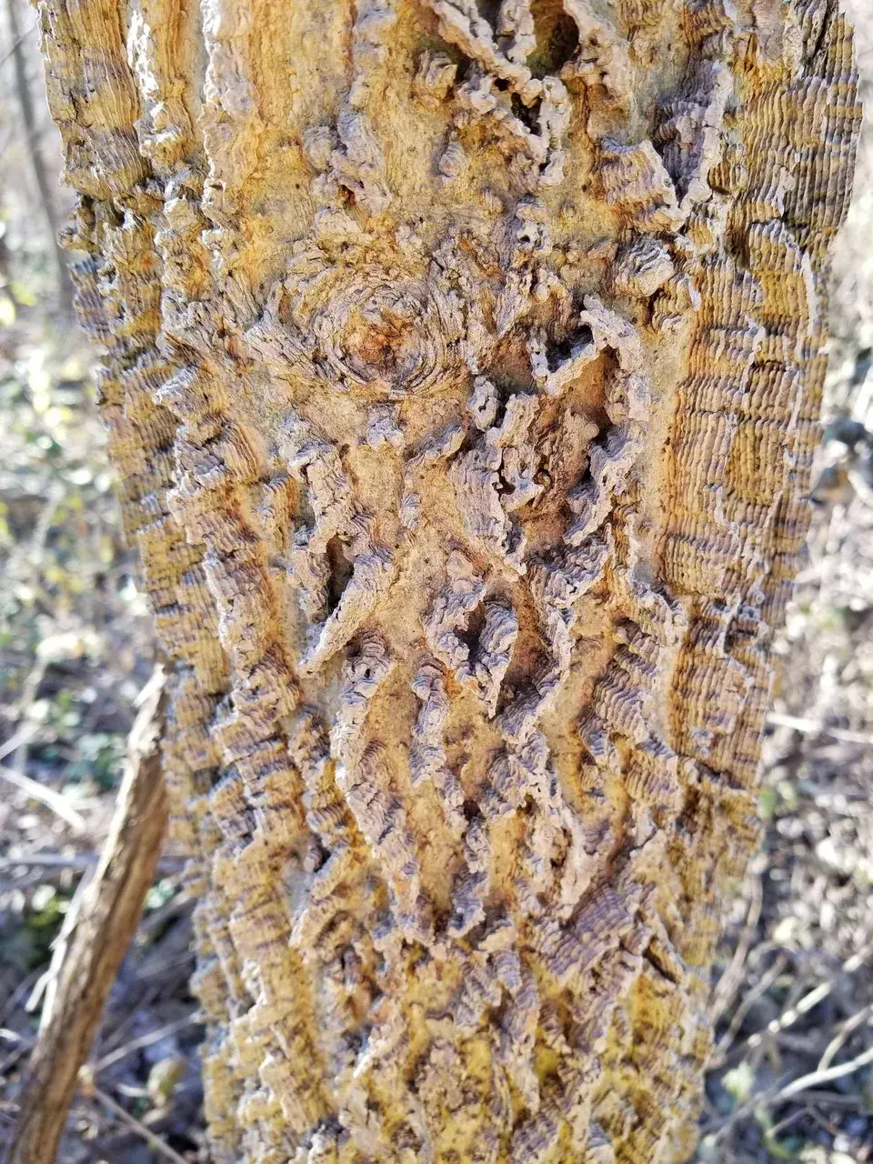 Hackberry tree bark.