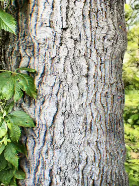 Dude look! The tree is breathing...