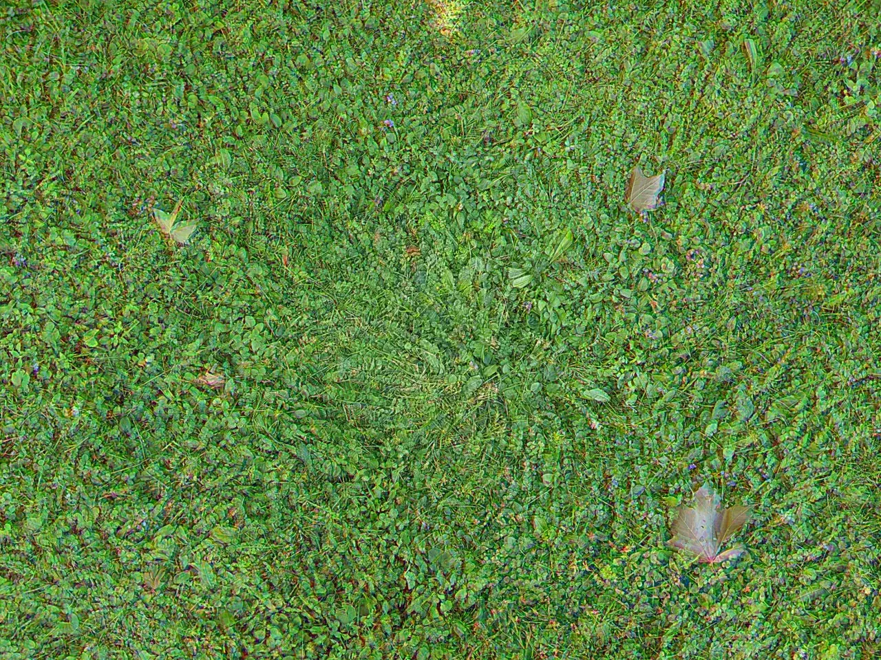 grass