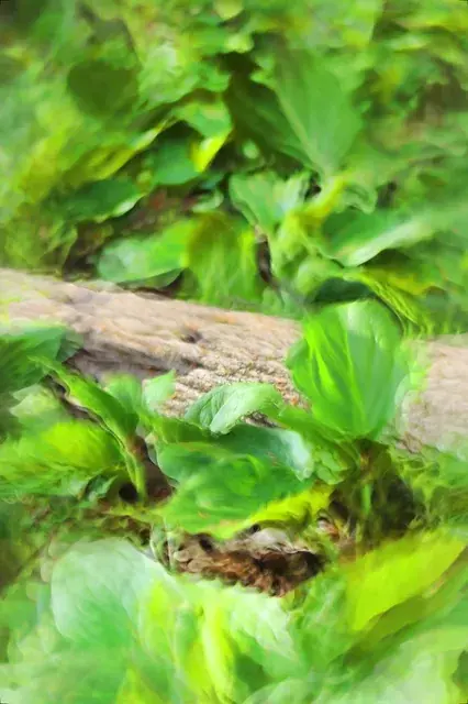 Eighth of Fractal Fungi (stare into center)