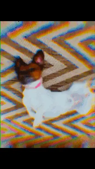 Playing with your dog on 700 ug LSD