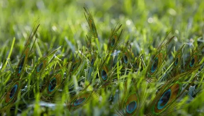 Looking at grass on 200ug of LSD.