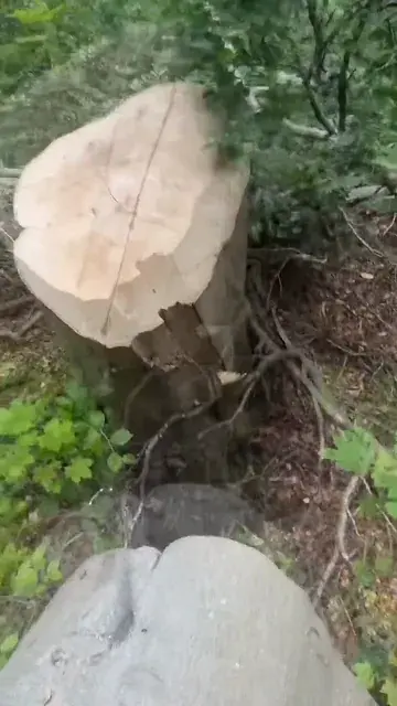 symmetry in a silent forest