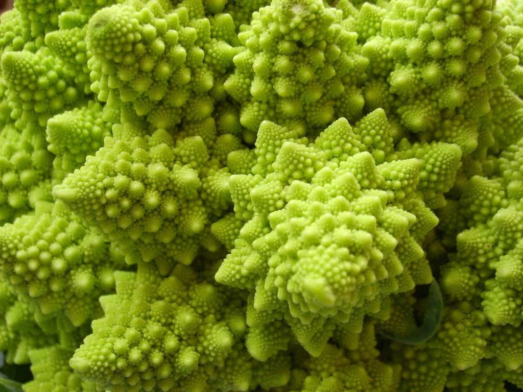 Natural Fractal - Close-up