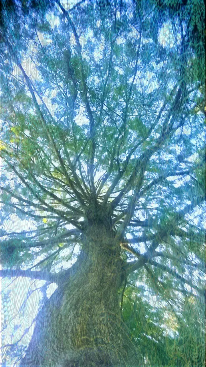 Sitting under a tree on the strongest tab i've ever done (160ug+)