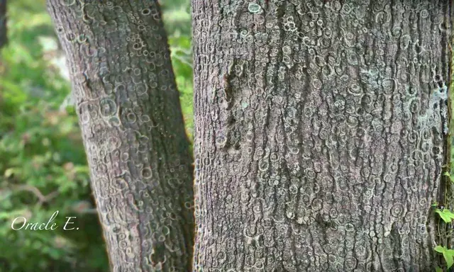 More wood bark experimentation.
