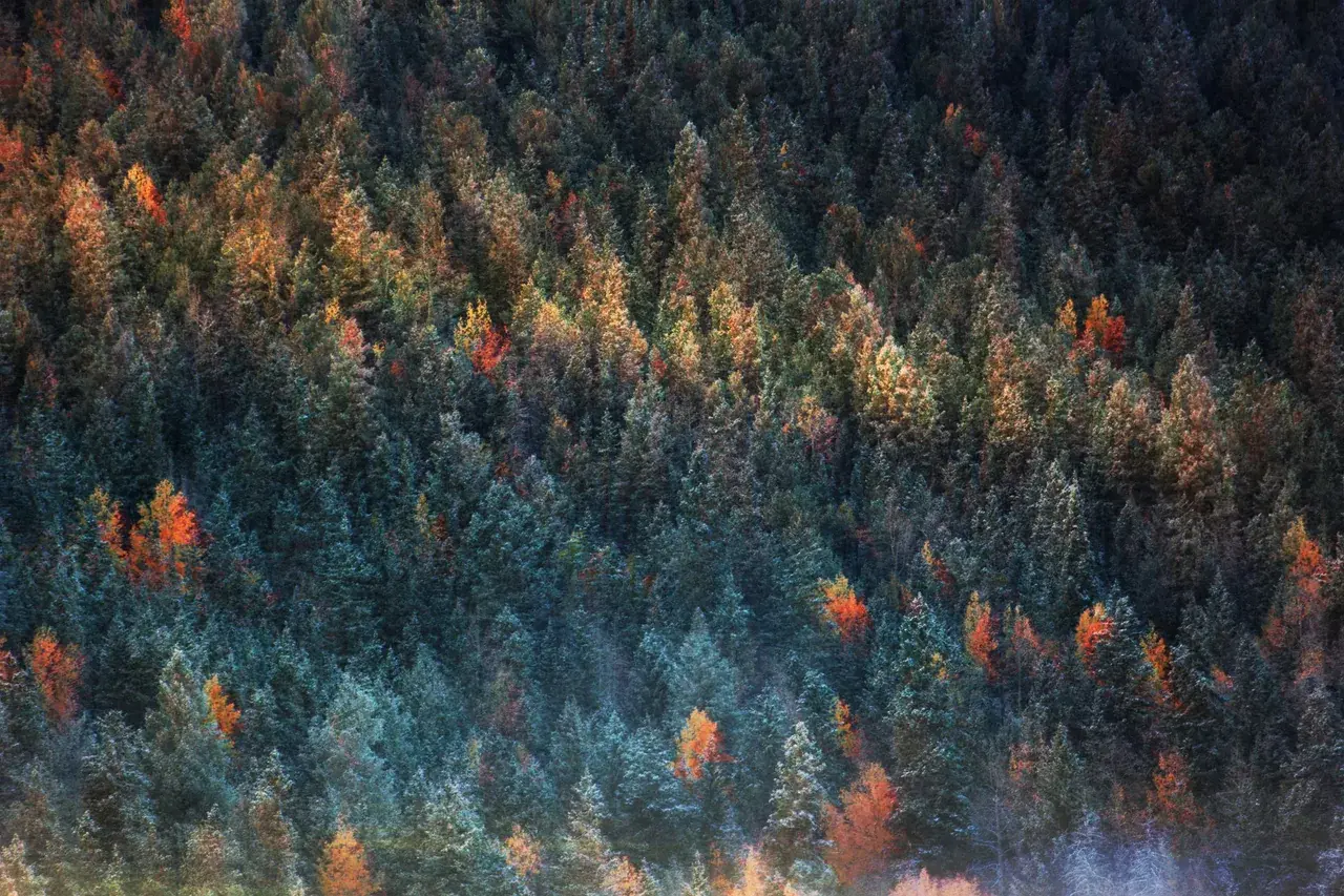 Melting Trees, Photo edit by me