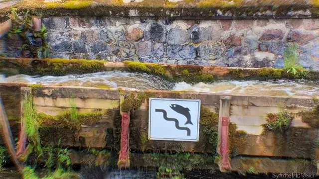 Contemplating fish ability to climb the stairs on psychedelics