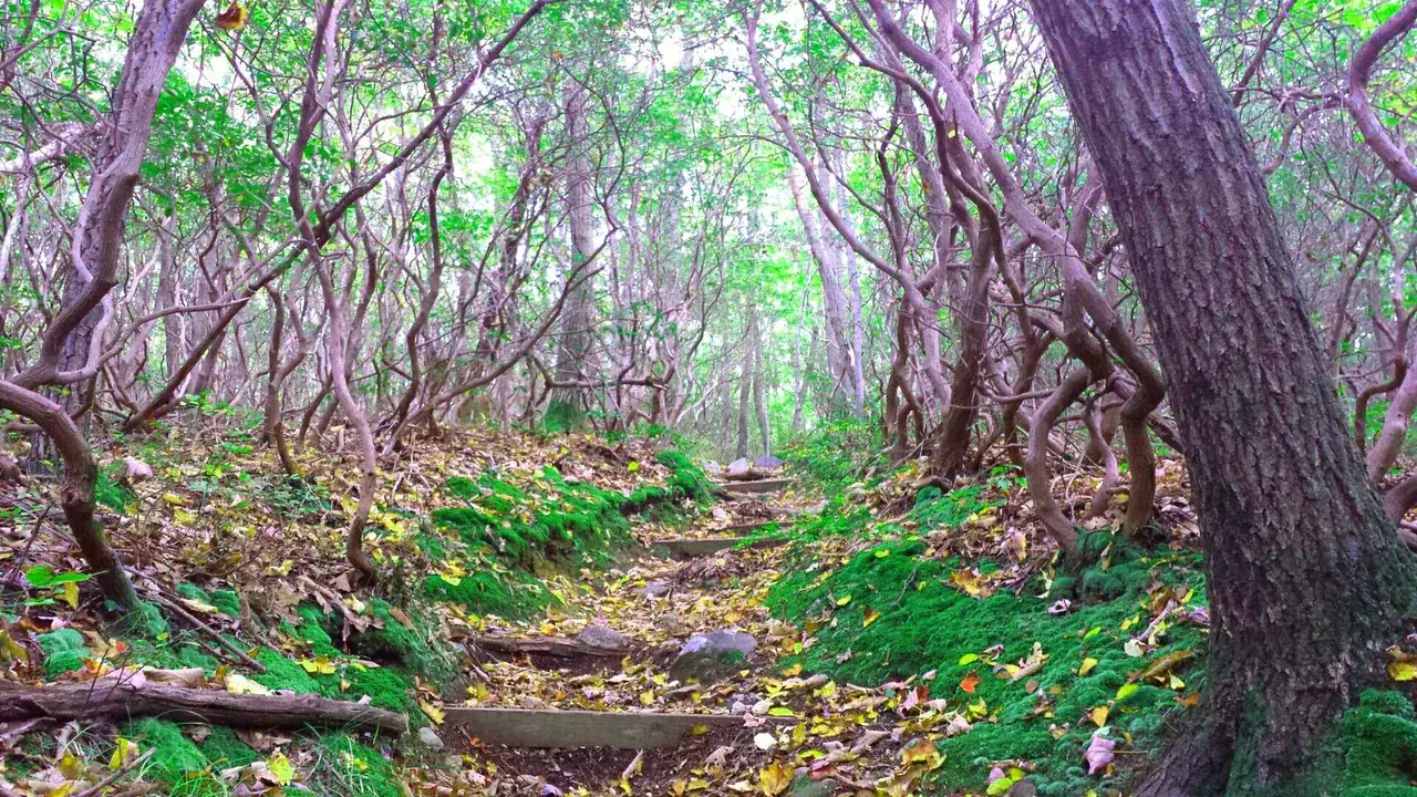 The whole forest was glowing on my shroom hike the other day