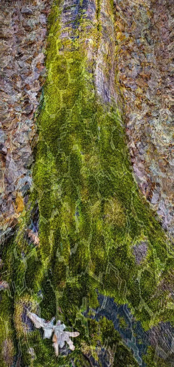 Sugar Magnolia {ÕÇ}