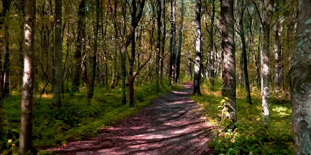 Afternoon Stroll