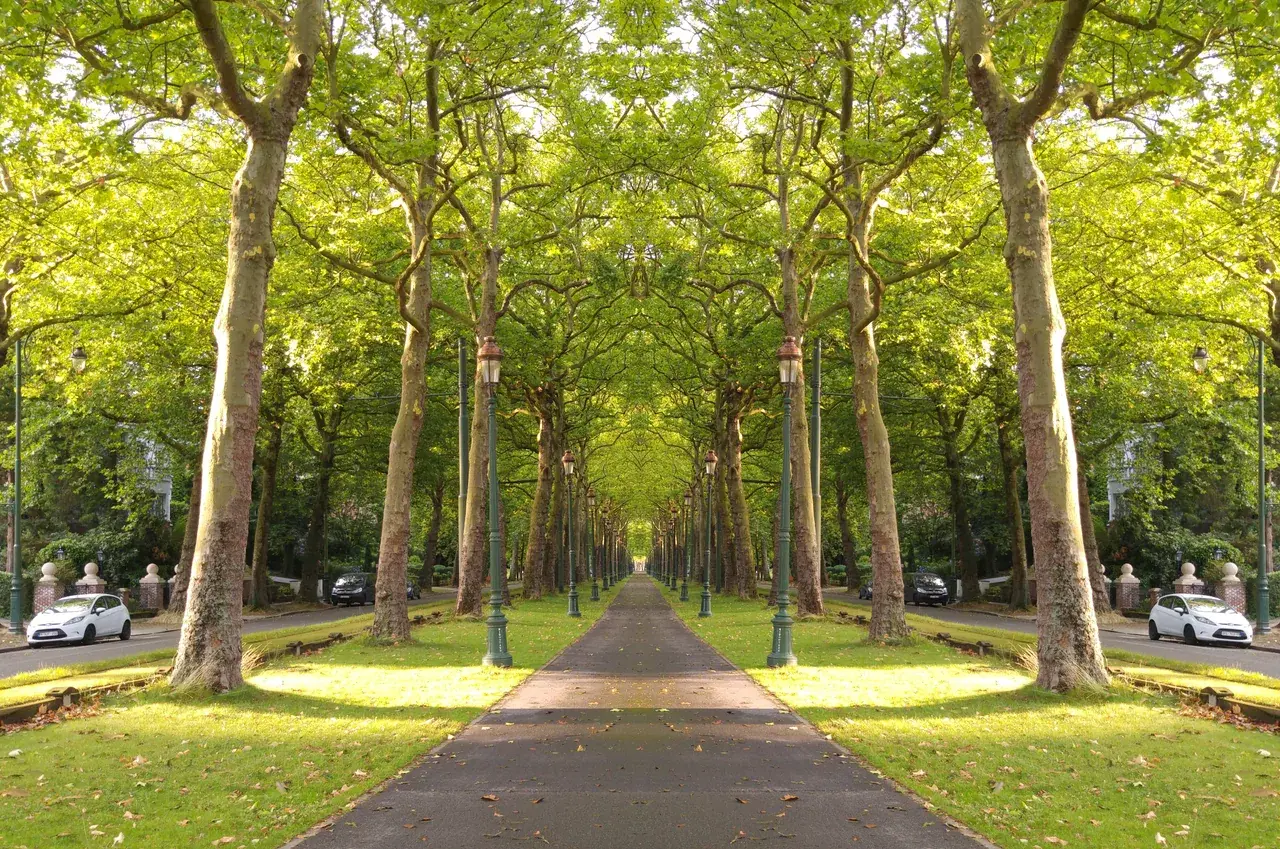 The Boulevard of Nature - 200ug