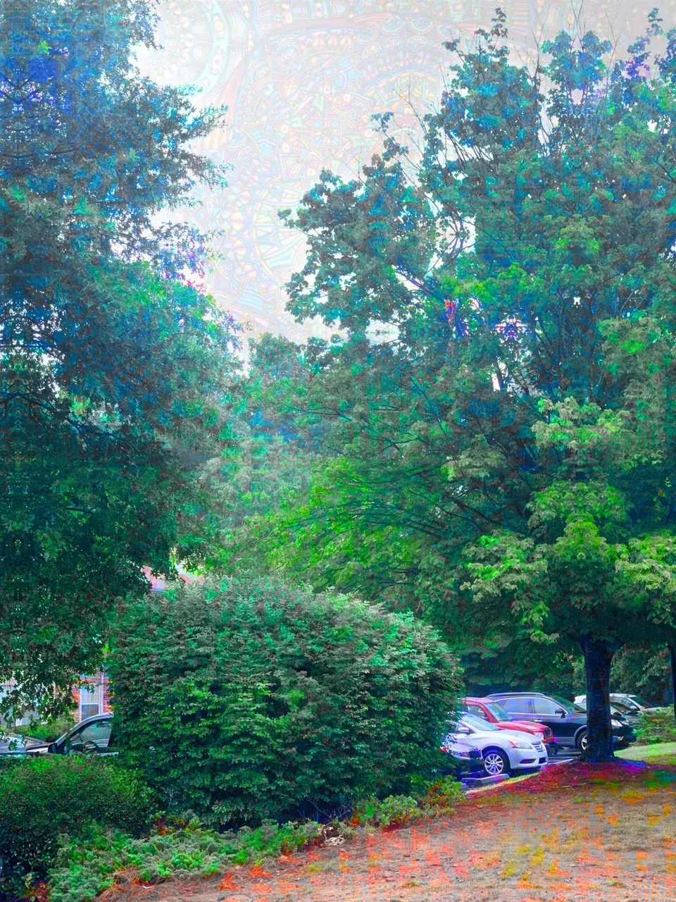 Bush outside my apartment on 300 ug