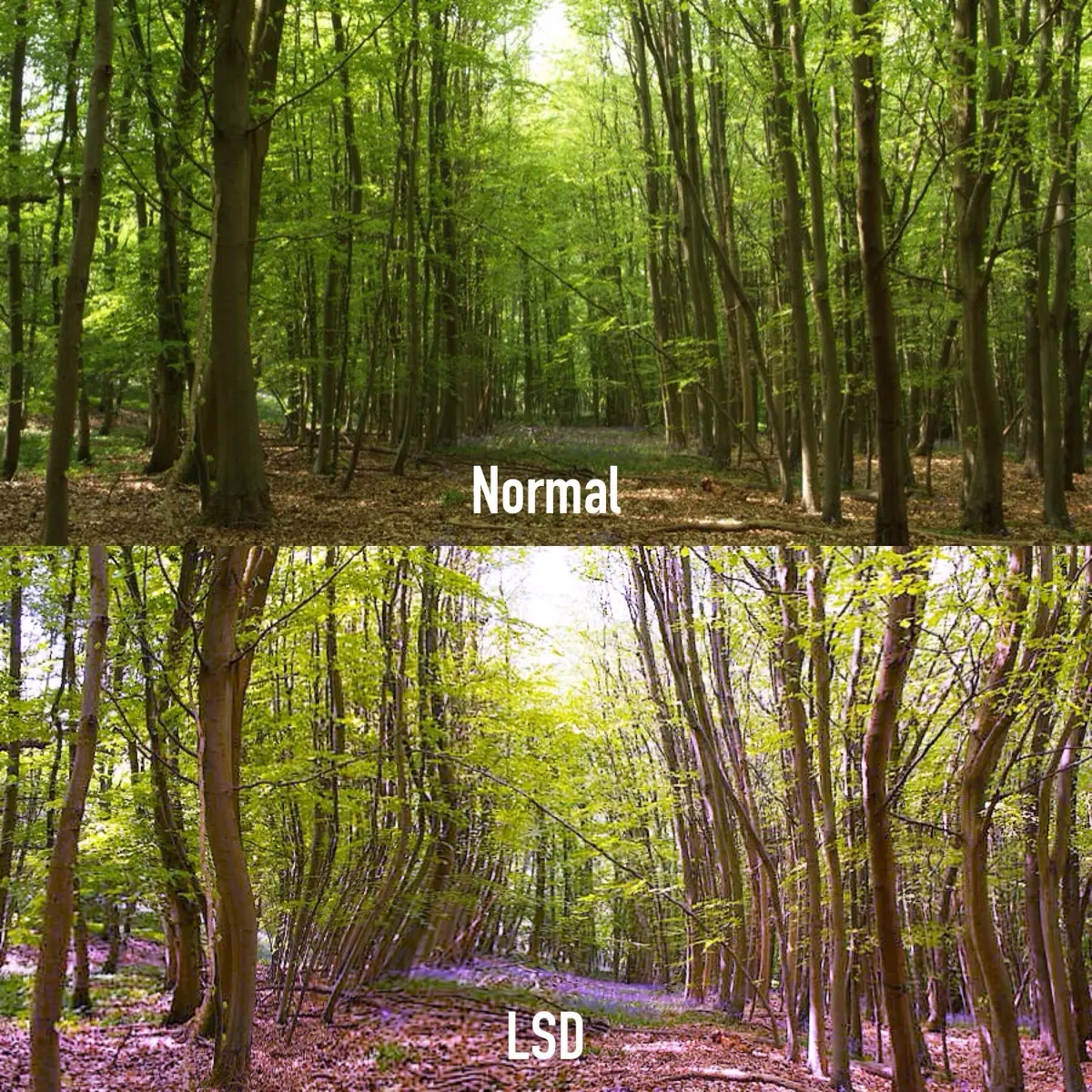 My attempt... [x-post from /r/LSD]