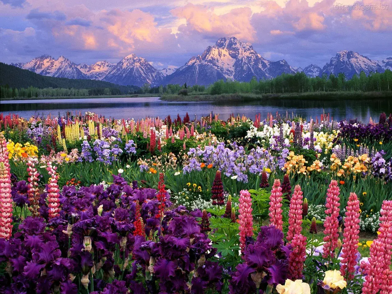 Fractal Replication in flowers - Normal X Psychedelic - Please, rate!