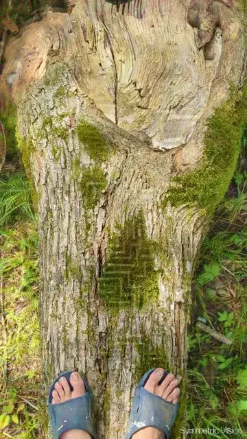 This fallen tree is doing funny stuff to my eyes