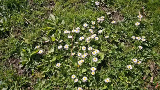 daisy day