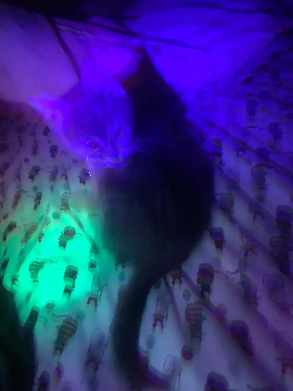 I found this picture of my cat i took in December and now realized it maybe looks like a visual. Somebody tell me what this would be ?