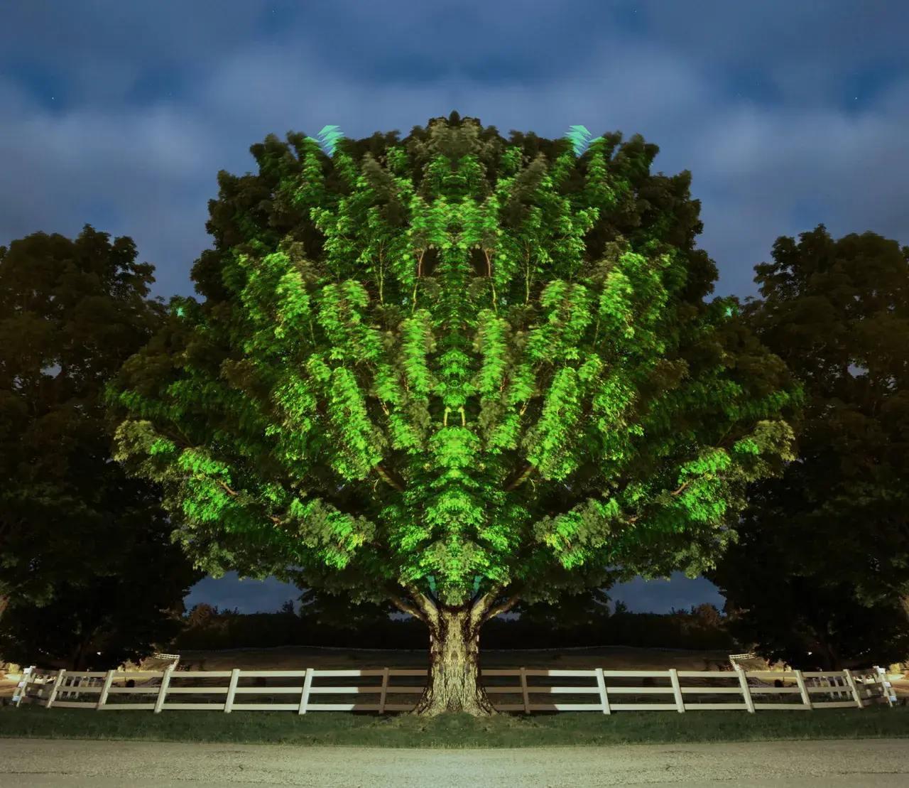 Trees while on ~25mg 2-CB, 1 tab LSD, Weed