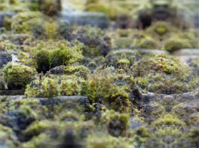 Mossy tiles (moving version)