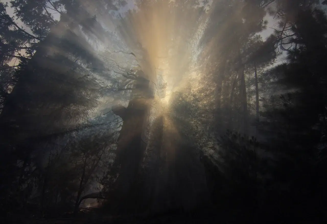 smoke filled forest