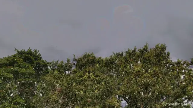 Tree Eyes