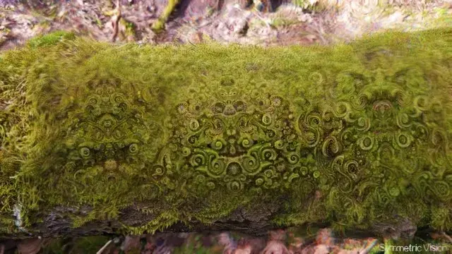 This mossy patch is showing signs of sentience