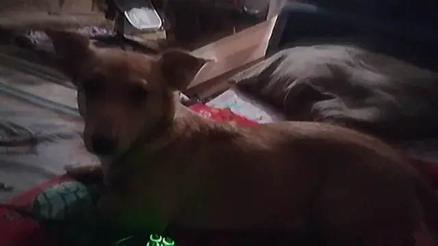 Dxm Tracer's