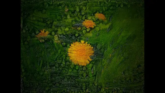 The prettiest dandelions I've ever seen (~450ug LSD + Cannabis)
