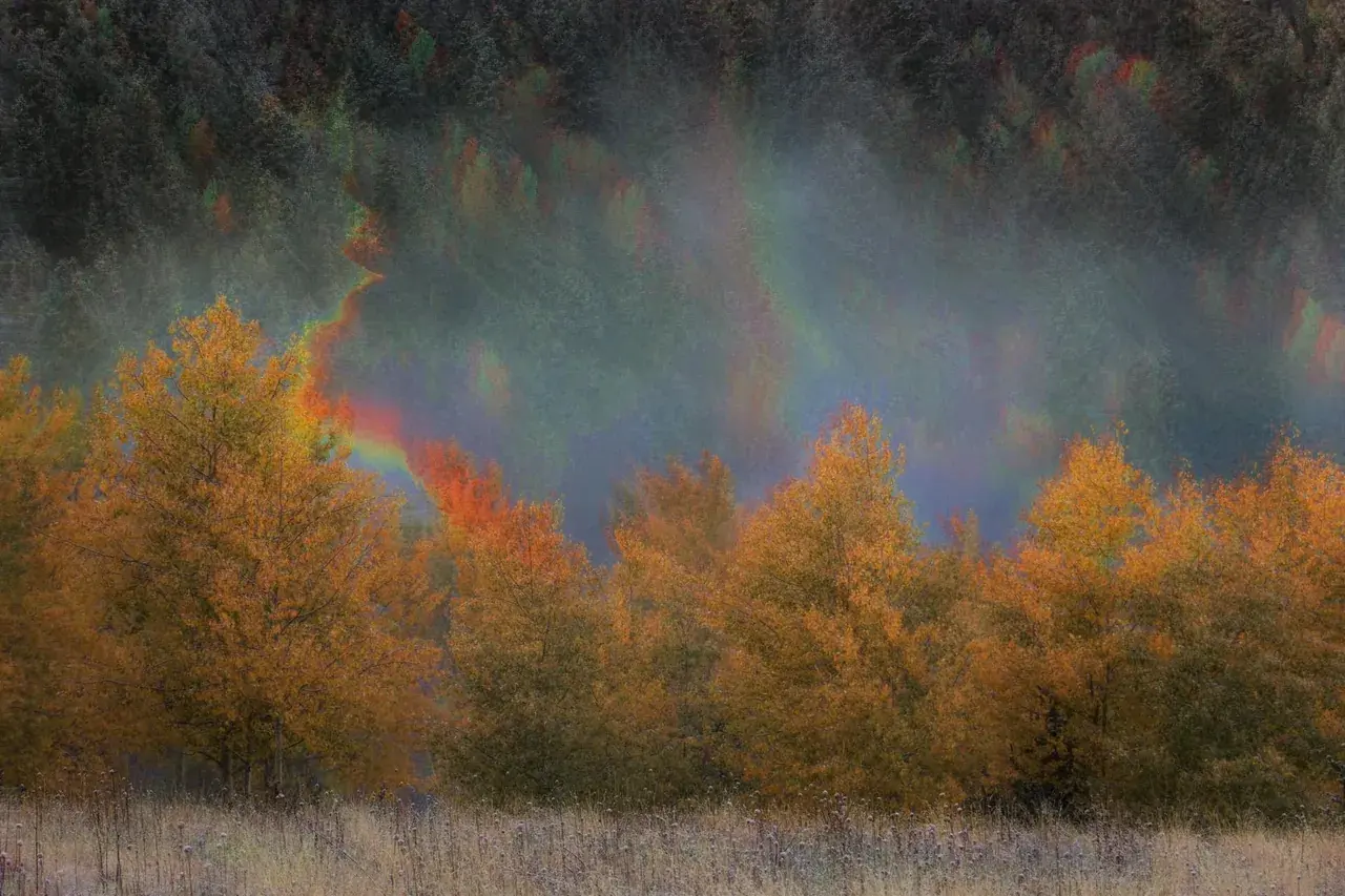 More melting trees, photo edit, me