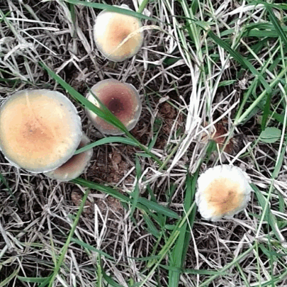 trippy world. shrooms