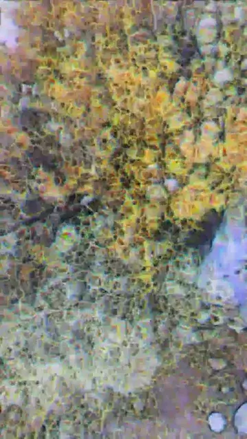 this interesting bush and DOM, Weed, Heroic dose of Nitrous.
