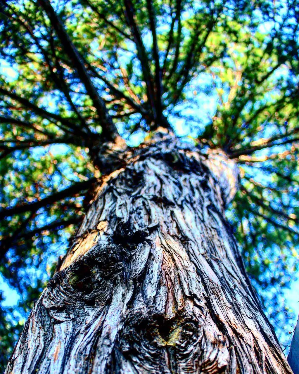 ☄️🌳☄️