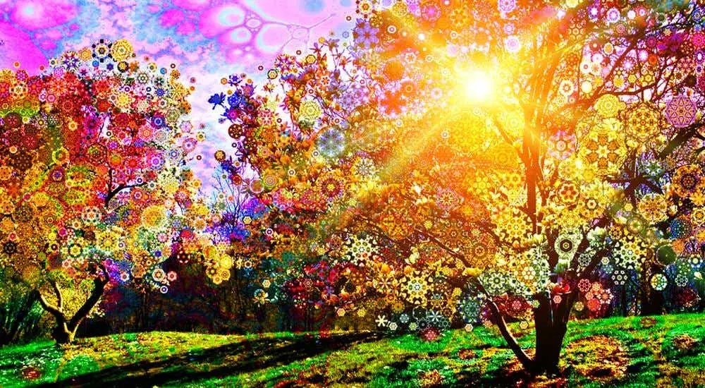 Magnolia Sun
