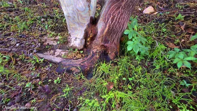 This Tree is Coming Alive!!! (Psilocybin Open Eyed Visuals Experiment)