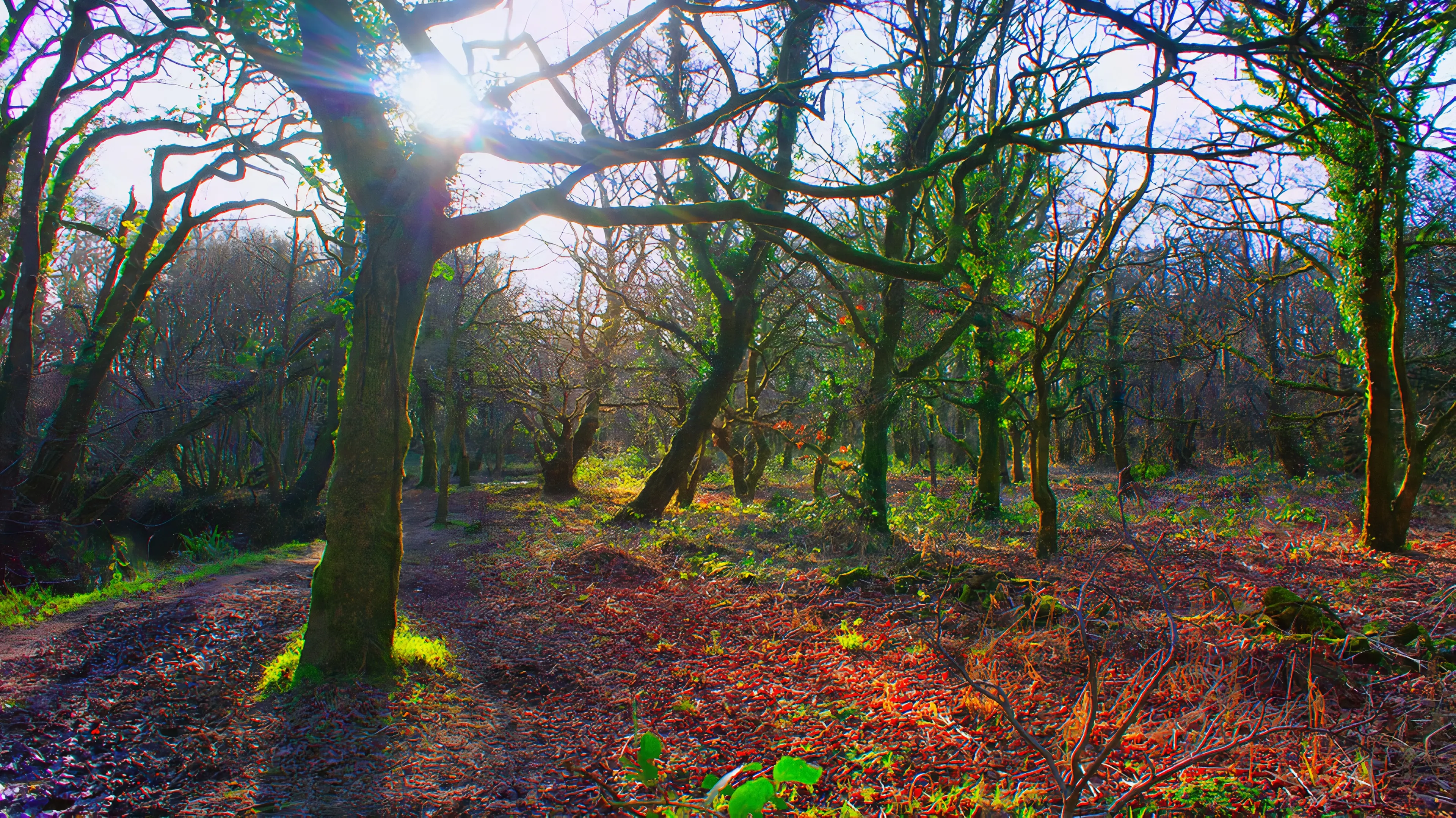 Colourful Welsh Woods