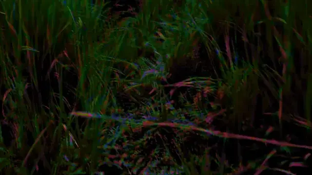 Walking up the mountain in the rainforest on 2 tabs. OC