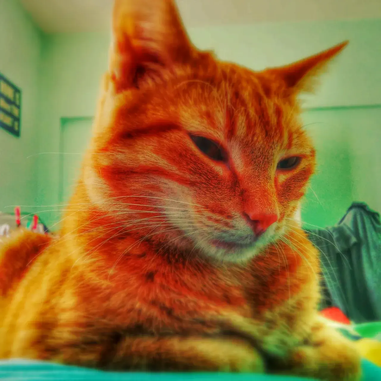 How my cat looked to me on 4-ACO-DMT