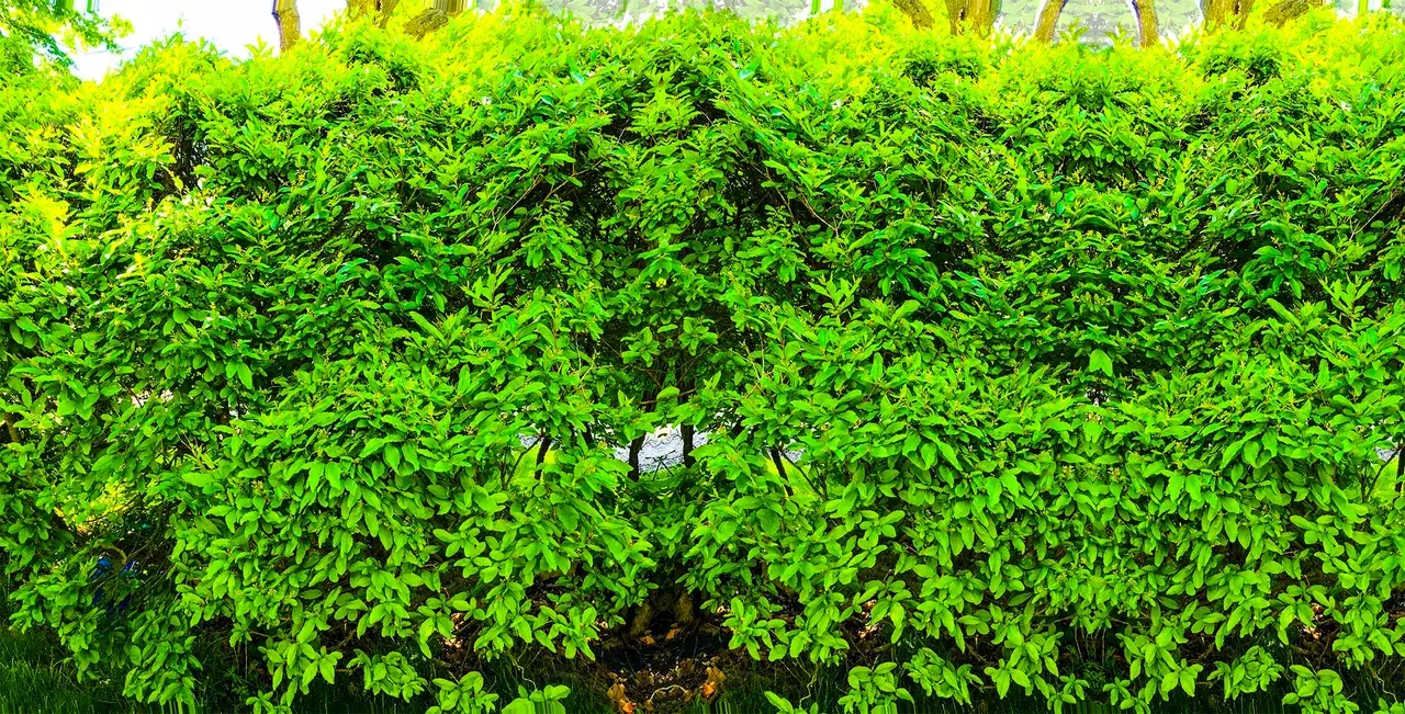 Drifting and symmetry of a hedge